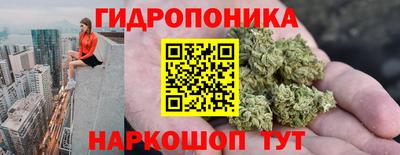 шишки Гай